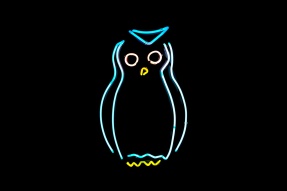 Neon light owl